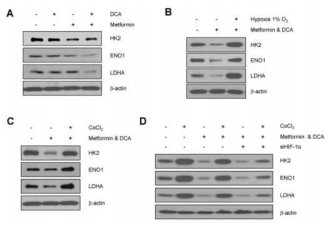 HIF-1a alters the metabolic protein expression of DCA and metformin-treated MCF-7 cells