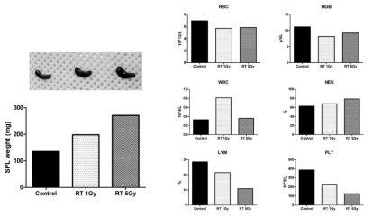 Irradiation induced changes in spleen weight and blood cells counts of normal NSG mice Changes of blood cells were measured using VetScan HM5 according to the manufacture’s instructions. RBS: red blood cell, HGB: hemoglobin, WBC: white blood cell, LYM: lymphoma, NEU: neutriphil, PLT: platelet