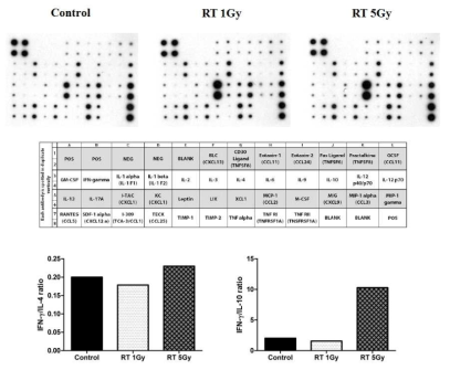 Irradiation induced cytokine changes in blood of normal NSG mice 96hr after 1 and 5 Gy radiation, cytokine changes in blood of normal NSG mice were measured using Mouse Inflammation Antibody Array kit according to the manufacture’s instructions. Integrated density of each spot was measured using ImageJ software