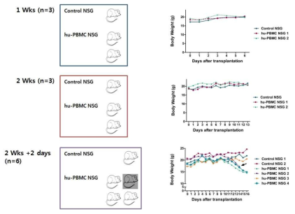 Survival and weight changes of NSG mice engrafted with human PBMC. Humanized NSG mice were monitored daily after transplantation. After 10 days, most of the NSG mice showed features suggesting GVHD (weight loss, hunched posture and diminished activity) and one mouse finally died at 14 days