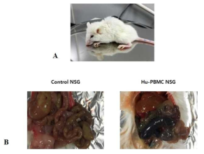 Feature of GvHD in NSG mice after human PBMC injection. A) After 10 days after transplantation, most of the NSG mice showed features suggesting GVHD (weight loss, hunched posture and diminished activity) and one mouse finally died. B) After 16 days after transplantation, the autopsy of mice was performed and results showed that human PBMC injection could cause severe intestinal inflammation