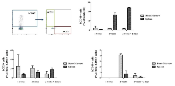 Human cell reconstitution of NSG mice transplanted with hu PBMC. Mononuclear cells derived from bone marrow, spleen tissues of humanized NSG mice were isolated at indicated time after transplantation and were stained with anti-hCD45, anti-hCD3 and anti-hCD3 antibody. The details were described in Materials and methods and data are means ± SEM