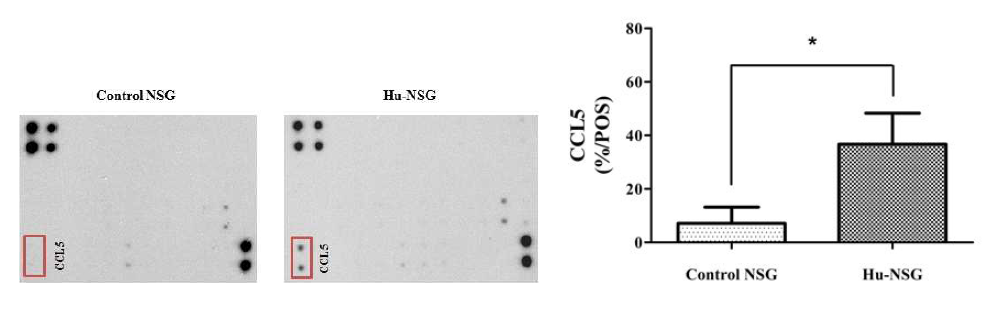 Human cytokine changes in blood of hu-NSG mice Plasma derived from blood of humanized NSG mice were isolated at 17 weeks after transplantation and were performed cytokine array using Human Inflammation Antibody Array kit according to the manufacture’s instructions. Integrated density of each spot was measured using ImageJ software and the data are means ± SEM of 4 mice per group. (*: <0.05)