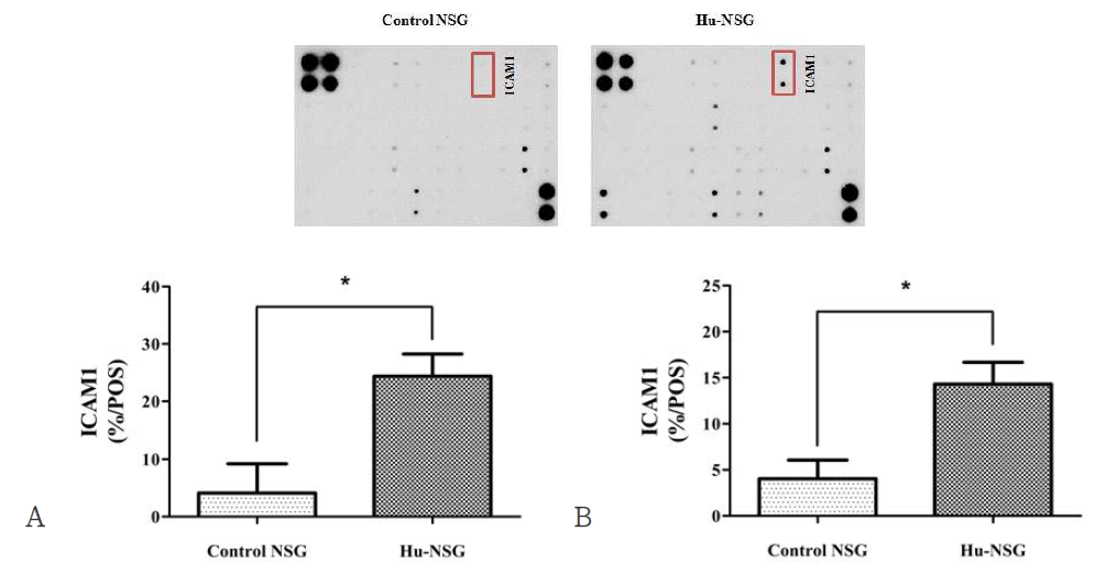 Radiation induced cytokine changes in blood of hu-NSG mice 96hr after 0.1 (A) and 1 (B) Gy radiation, cytokine changes in blood of hu-NSG mice were measured using Human Inflammation Antibody Array kit according to the manufacture’s instructions. Integrated density of each spot was measured using ImageJ software and the data are means ± SEM of 2 mice per group. (*: <0.05)