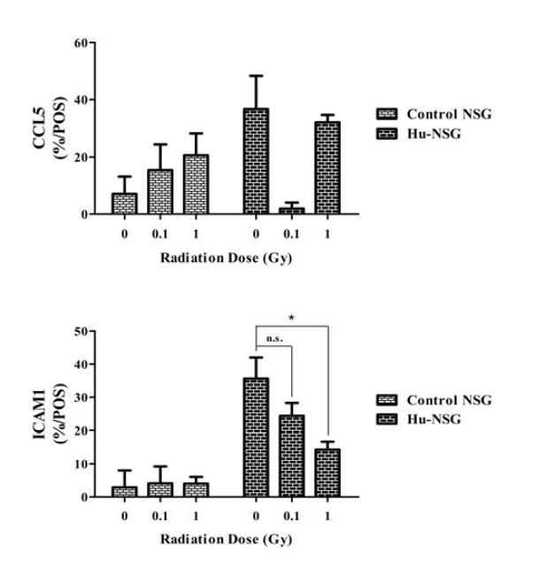 Comparison of human cytokines after radiation. 96hr after 0.1 and 1 Gy radiation, cytokine changes in blood of hu-NSG mice were measured using Human Inflammation Antibody Array kit according to the manufacture’s instructions. Integrated density of each spot was measured using ImageJ software and the data are means ± SEM (*: <0.05)