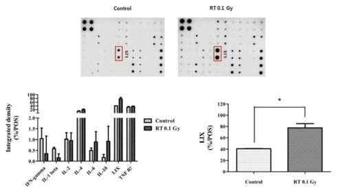 Radiation induced cytokine changes in blood of normal C57BL/6 mice 96hr after 0.1 Gy radiation, cytokine changes in blood of mice were measured using Mouse Inflammation Antibody Array kit according to the manufacture’s instructions. Integrated density of each spot was measured using ImageJ software and the data are means ± SEM of 2 (control) and 4 (hu-NSG) mice per group (*: <0.05)