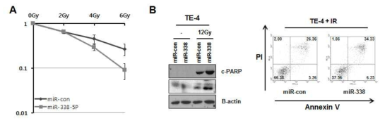 miR-338-5p 처리후 survival fraction과 apoptosis의 변화