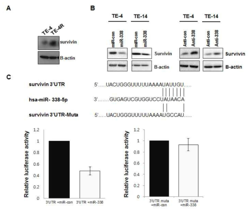 miR-338-5p의 binding target인 survivin 발현 조절