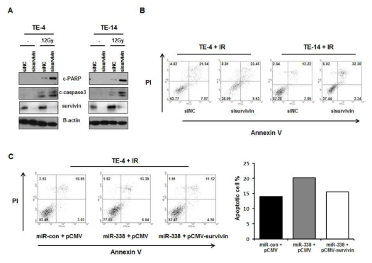 Survivin발현조절에 따른 Cell apoptosis의 조절