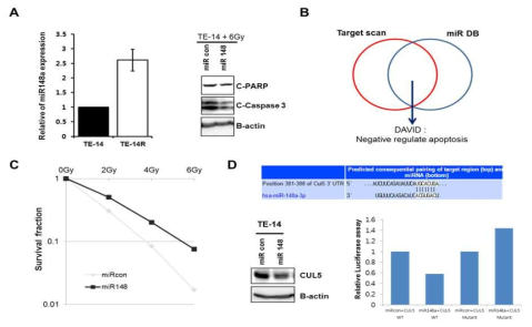 miR148a-3p에 의한 방사선저항성 조절 및 타겟유전자 확인