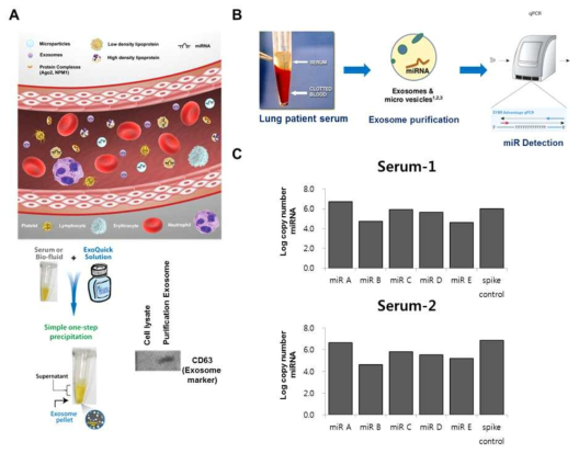 Serum에서의 exosome추출 및 exosome miRNA분석법 구축