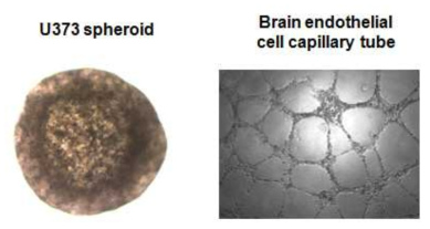 암세포주의 sphere 형성과 혈관세포의 capillary 형성