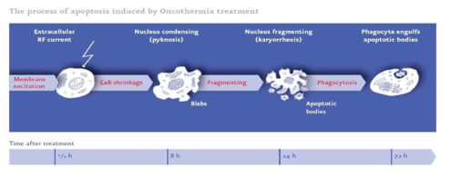 The process of apoptosis induced by Oncothermia treatment