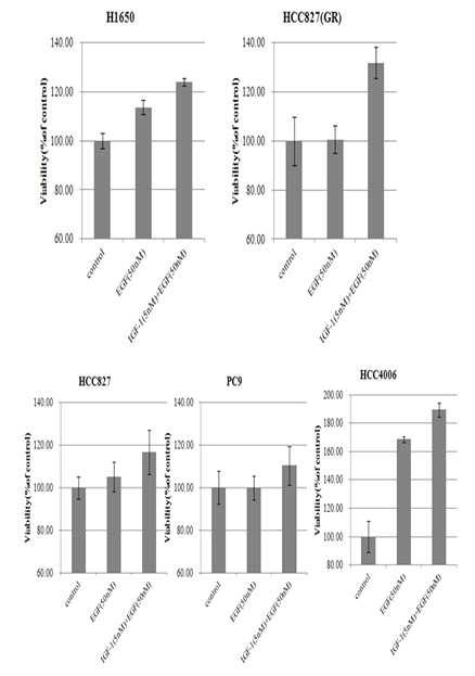IGF-1 노출에 따른 세포 증식