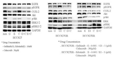 Western blot analysis for gefitinib, erlotinib and/or celecoxib treatment with in HCC827, HCC827GR and HCC827ER cells
