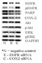 Western blot analysis for EGFR siRNA or COX-2 siRNA in HCC827 cells