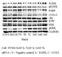 Western blot analysis for EGFR siRNA or COX-2 siRNA in PC9 cells