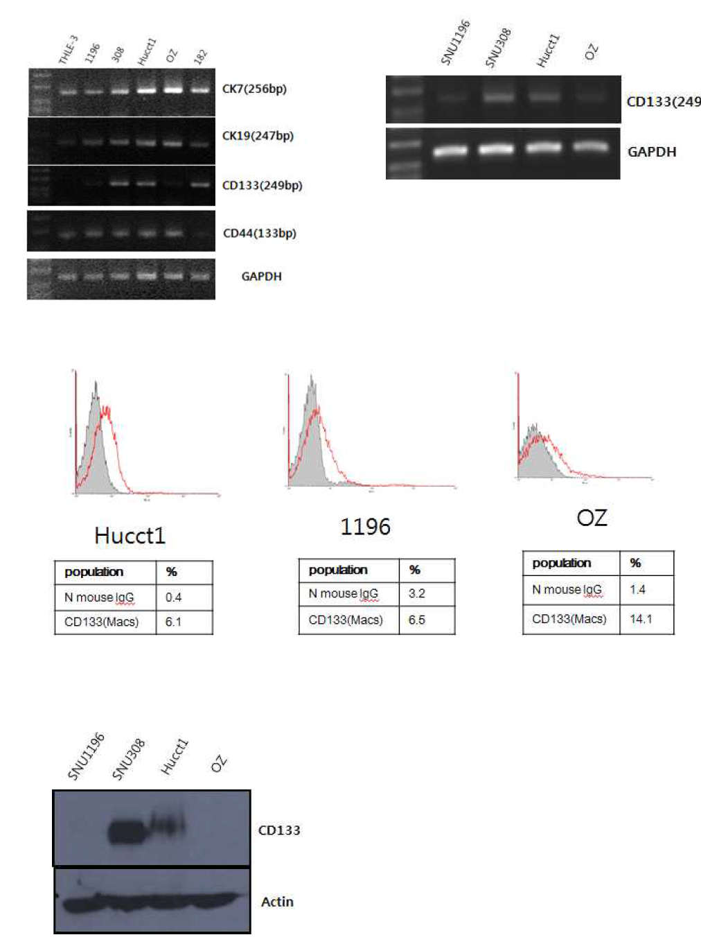 CD 133 expression was identified in cholangiocarcinoma cell line via PCR, FACS and western blot