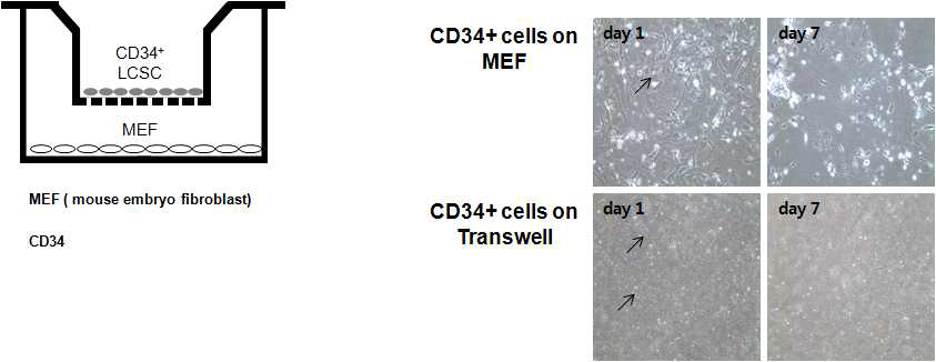 MEF와 Transwell 위에서 CD34+ 세포의 배양