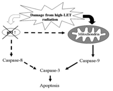 A model for high LET radiation-induced p53-independent apoptosis