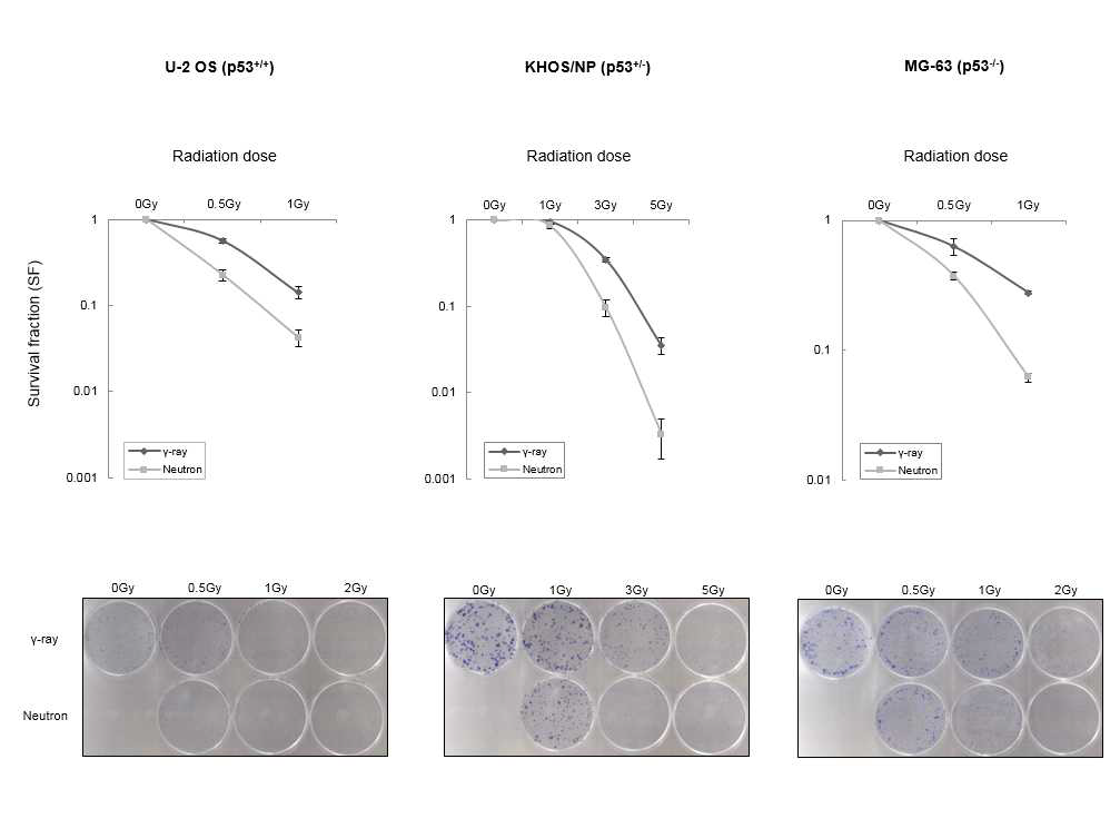 Colony forming assay: 세포주에 따른 저전리 방사선과 고전리 방사선 조사