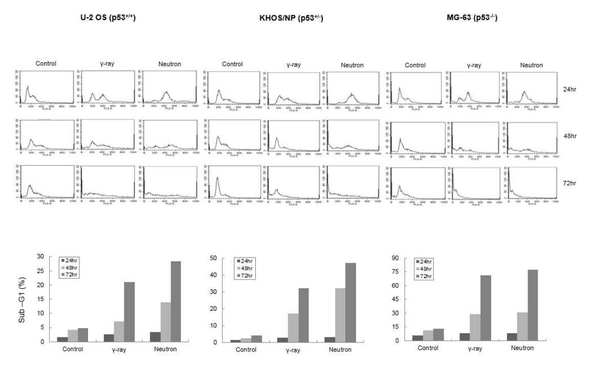 Cell cycle analysis: 세포주에 따른 저전리 방사선과 고전리 방사선 조사