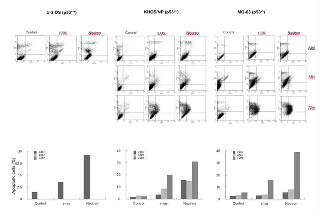 Apoptosis assay: 세포주에 따른 저전리 방사선과 고전리 방사선 조사