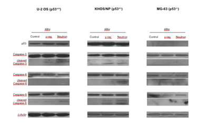 Western blots: 세포주에 따른 저전리 방사선과 고전리 방사선 조사