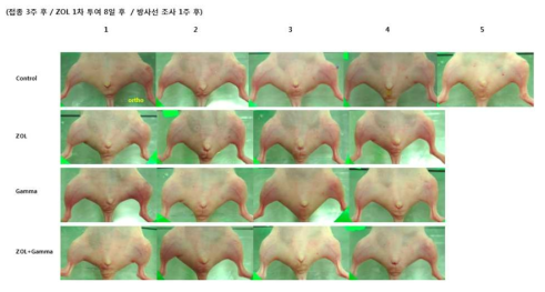 세포 접종 3주후의 orthotopic mouse model