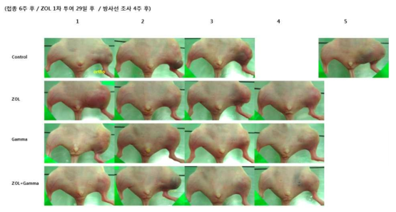 세포 접종 6주후의 orthotopic mouse model