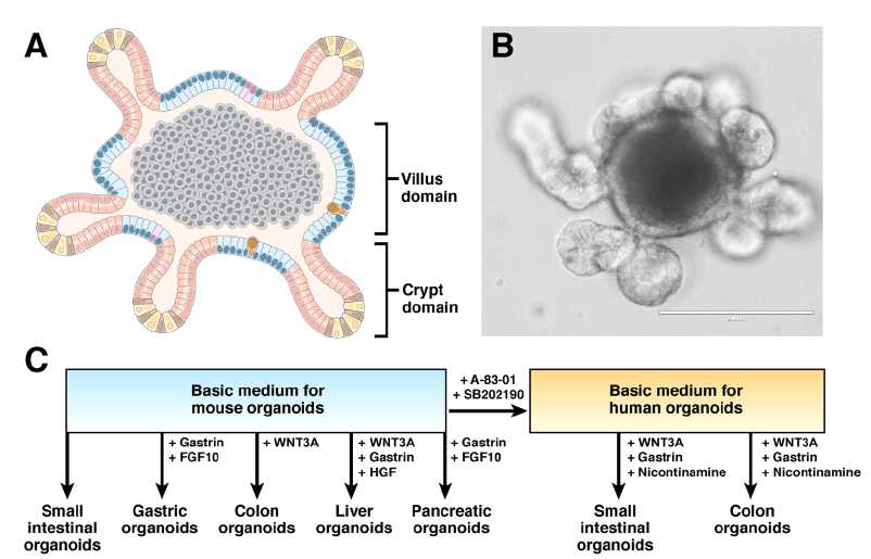 장유사체의 도식 및 위장관 종류에 따른 배양조건 (Adapted from Gastroenterology 2014;147:289-302)