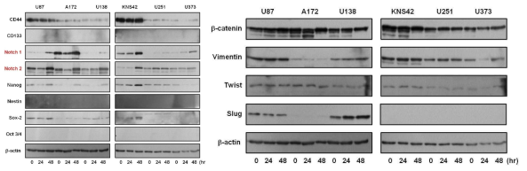 Notch 1/2 , EMT related transcription factor and cancer stem cell marker expressions after irradiation