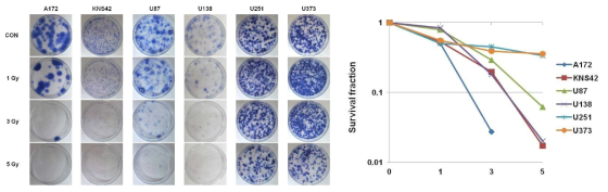 Clonogenic assay result of A172, KNS 42, U87, U138, U251, U373 according to radiation dose