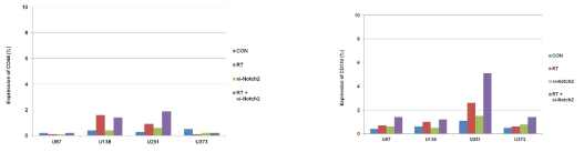 CD44 and CD133 expression in A172, U138, U251 and U373 cells after knockdown of Notch 2 expression in each group (non treatment group: con, radiation alone:RT, siRNA for Notch2 treatment: si-Notch2, combination of radiation and siRNA treatment: RT+siNotch2)