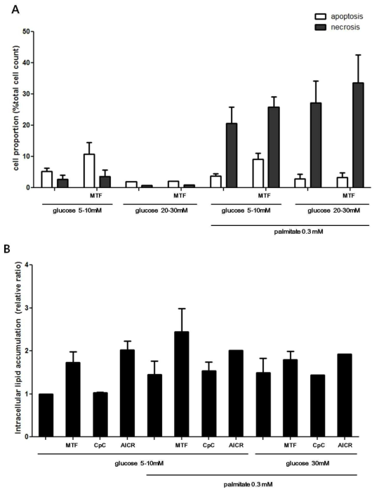 Hep3B cell의 apoptosis/necrosis 및 intracellular lipid accumulation에 대한 glucolipotoxic stress와 metformin의 효과 (A) apoptotic/necrotic cell proportion (B) intracellular lipid accumulation (MTF: metformin 1mM for 24 h, CpC: Compound C 10 μM for 1 h, AICR: AICAR 1mM for 24 h)