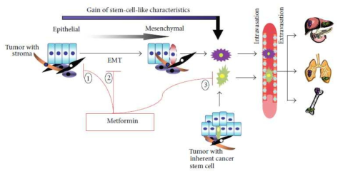 Metformin can inhibit appearance of metastasis by (1) limiting growth of the primary tumor; (2) inhibiting EMT; (3) eradicating cancer stem cells