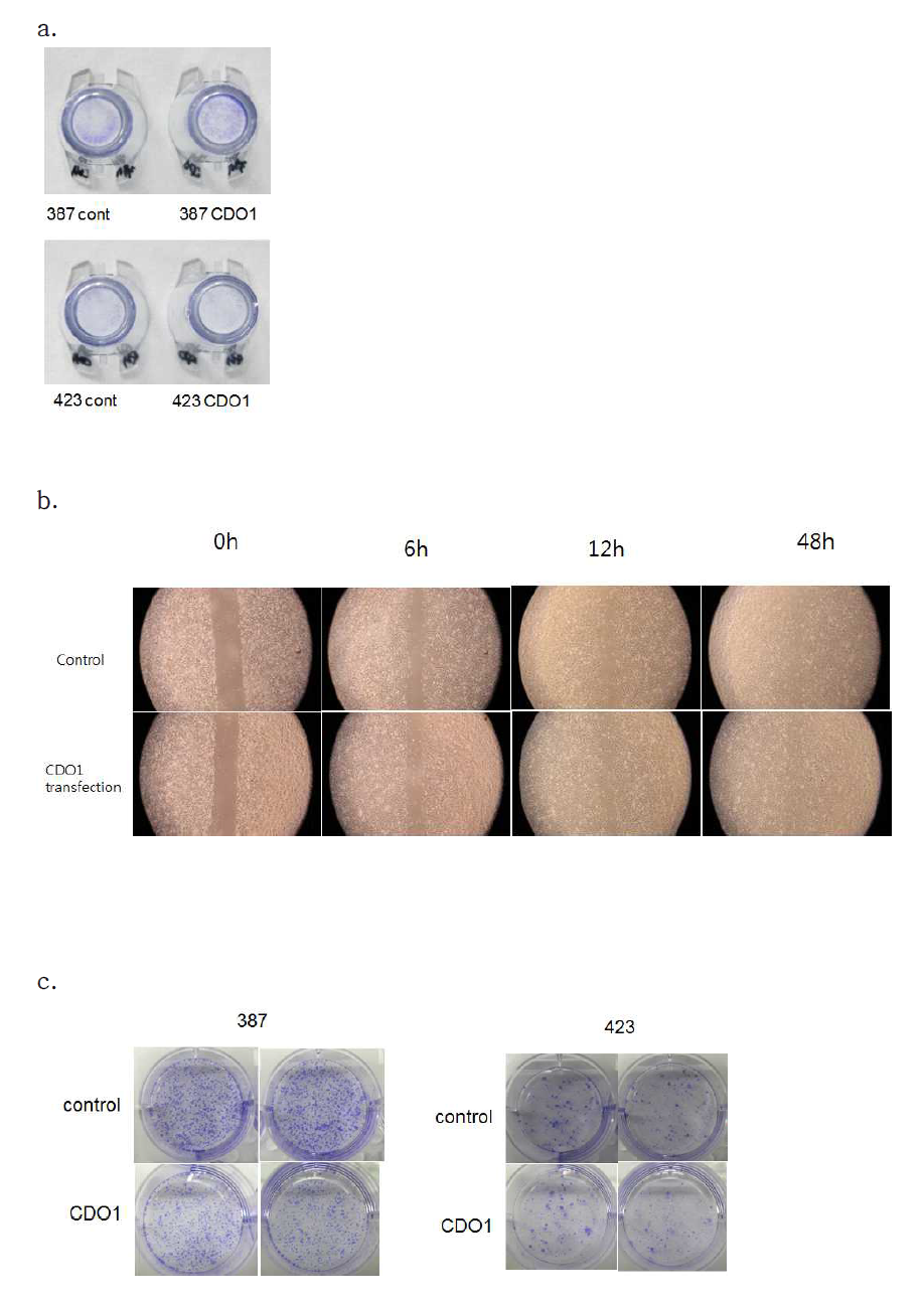 There is no differences between control and CDO1-overexpressed cells in invasion assay (a), migration assay (b), or colony-forming assay (c)