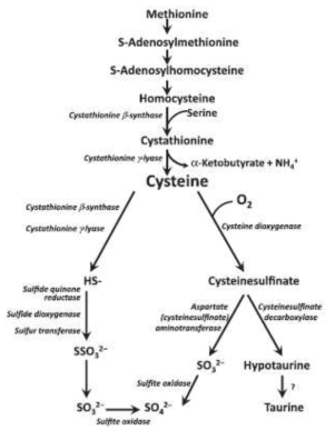 Simplified scheme of methionine and cysteine metabolism to taurine and inorganic sulfur. (reference no. 13)