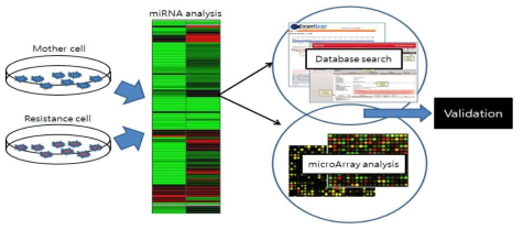 miRNA target gene analysis strategy