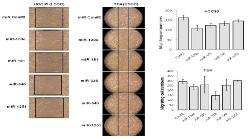 wound healing assay를 통한 miRNA mimic 처리 후 cell migration변화