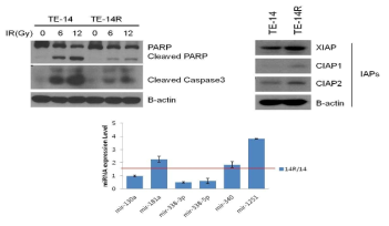 TE-14R cell line characterization