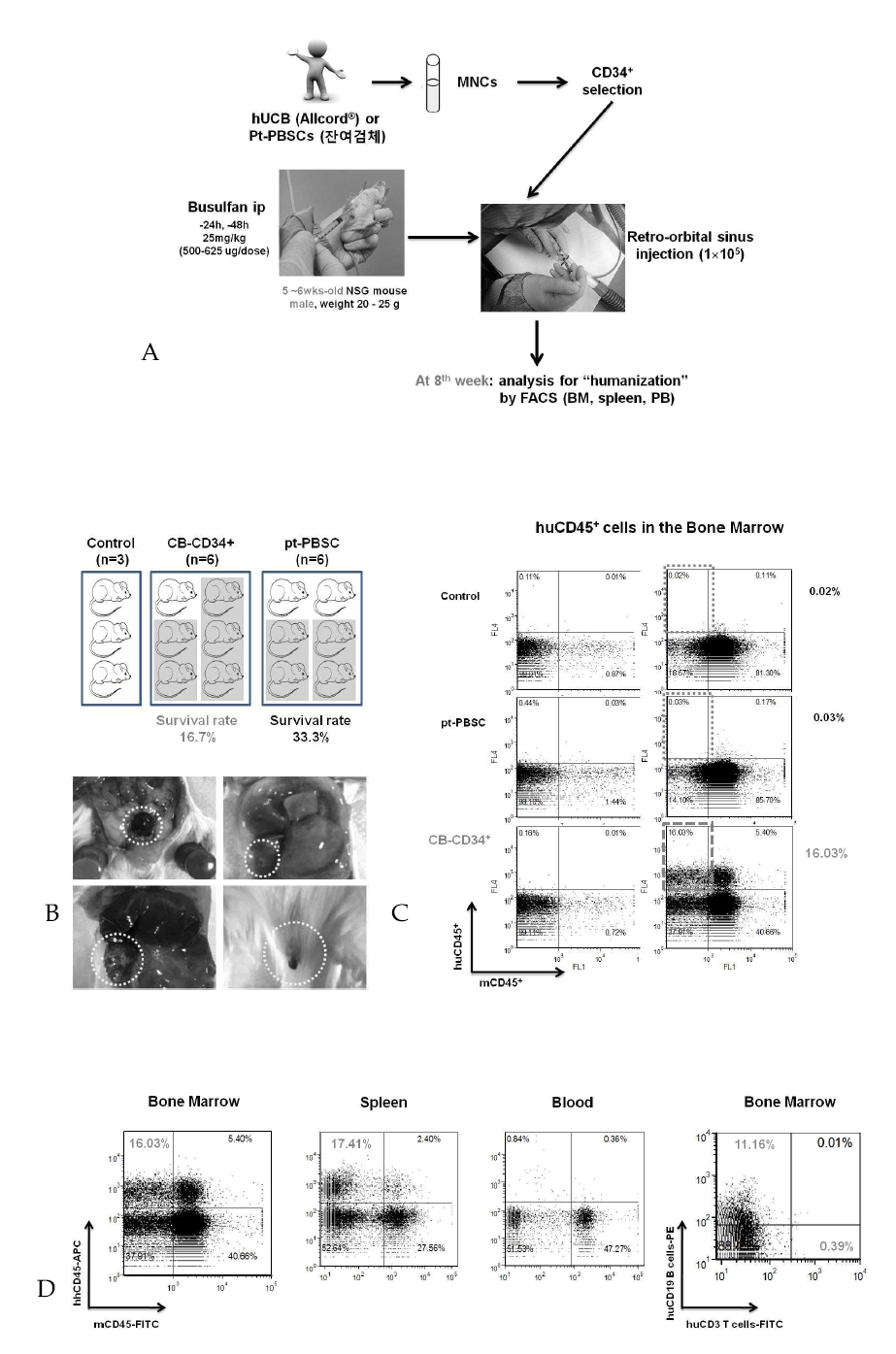 Pilot study to generate humanized mice. (A) Scheme of human hematopoietic stem cell transplantation to NSG mice. (B) Representative images of NSG mice sacrificed 8 weeks after transplantation. (C & D) 8 weeks after transplant, MNCs derived from humanized NSG mice were stained with anti-hCD45, anti-hCD3 and anti-hCD19 antibodies and the percentages of cells were analyzed by flow cytometry