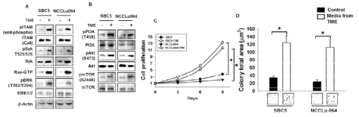 Secreted ITIM increases the proliferation and colony formation in SCLC