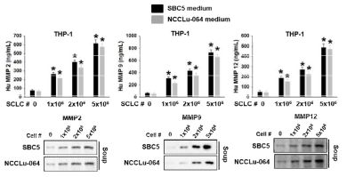 Secreted MMPs from macrophage activated by SCLC
