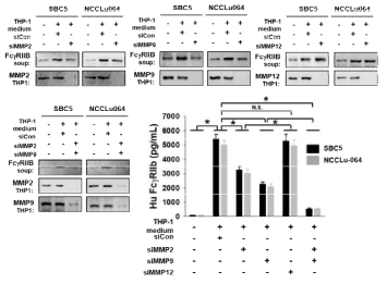 FCGR2B in SCLC is cleavaed by MMP 2 and 9