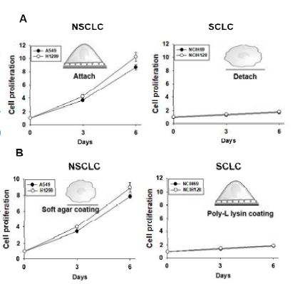 The comparison of cell growth of NSCLC and SCLC