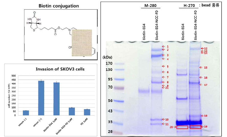 Biotin-EG4-NCC-FD와 결합하는 단백질 확인