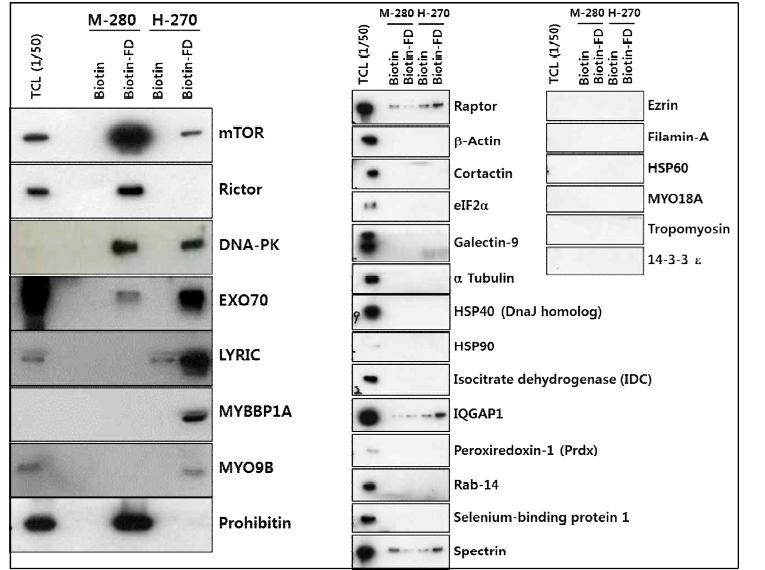 Biotin-EG4-NCC-FD와 결합하는 단백질 확인(western blot)