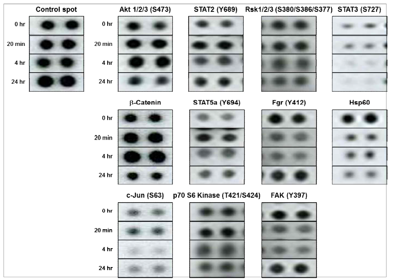 NCC-FD에 의해 phosphorylation 변화되는 단백질