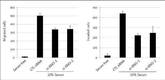 ERK5 knock-down에 의한 SKOV3 cell의 migration 및 invasion 감소